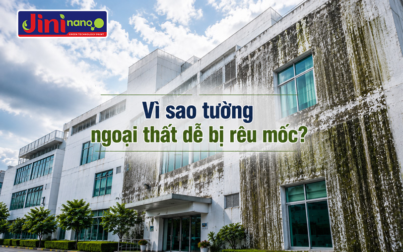 Vì sao tường ngoại thất dễ bị rêu mốc?